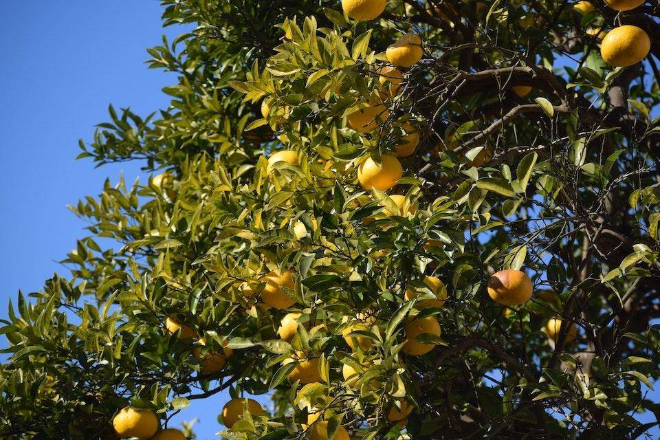 A Yuzu tree